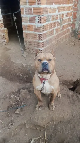 Cachorro 