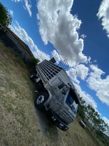 Boi cavalos Bezerros Nelore pó Vaca de leite transporte cavalos para toda região