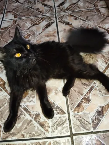 Gato macho castrado para doação!