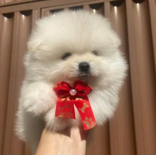 Lulu da Pomerânia anão - Spitz 