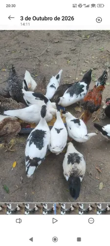 Vendo Patos