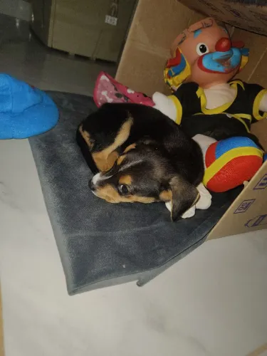 Doando cachorrinha fêmea de 2 meses