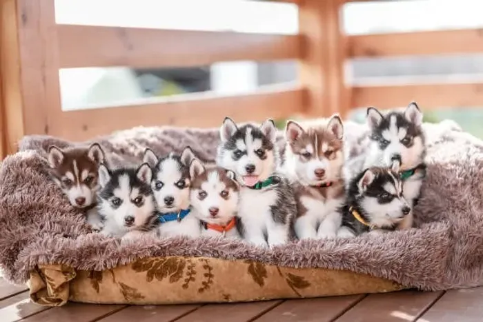? Ninhada de Husky Siberiano Disponível | Consulte Fotos e Vídeos