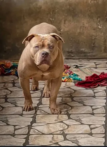 Filhotes pitt monster