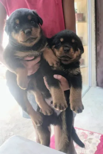 Filhote Rottweiler, leve amor para casa!