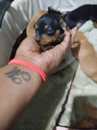 Vendo Pincher n1 por 400 só tenho um é macho 
