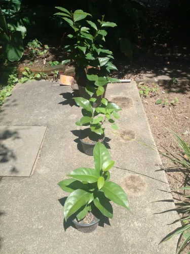 MUDAS DE OROPRONOBES PERTO BH 