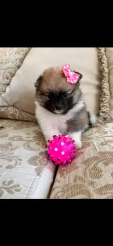 Bebês Lulu anão 