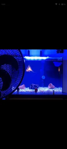 Luminária Led Azul Aquário