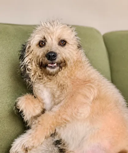 Linda cachorrinha para adoção 