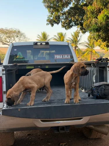 Fila brasileiro, somente macho