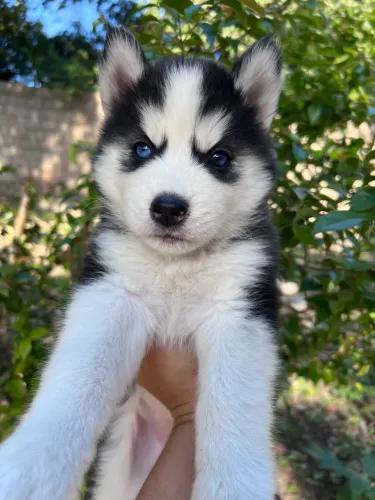 Husky siberiano fêmea