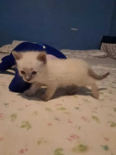 Gato siamês macho 