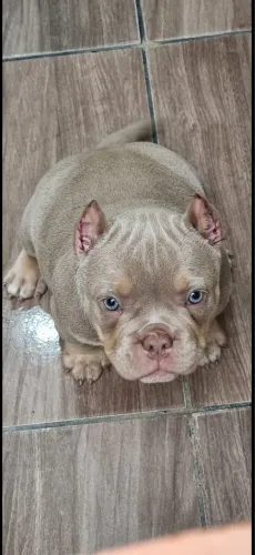 American bully a partir de 1999