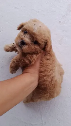 Cachorro shih-tzu