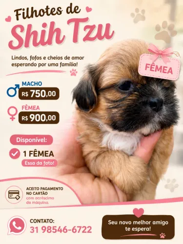 FILHOTES DE SHITZU!