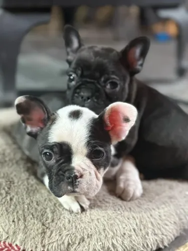 Bulldog francês carinhoso 