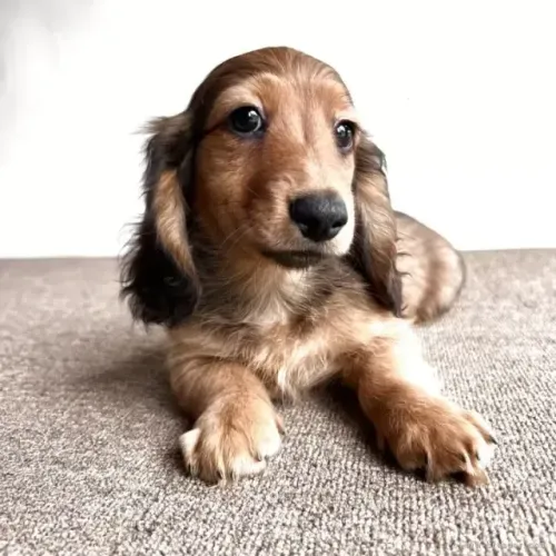 Bebezinho dachshund/teckel/basset/salsicha/cofap super saudável