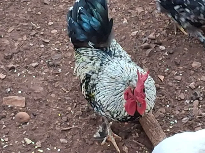 Vendo Galo/Galinha Garnizé
