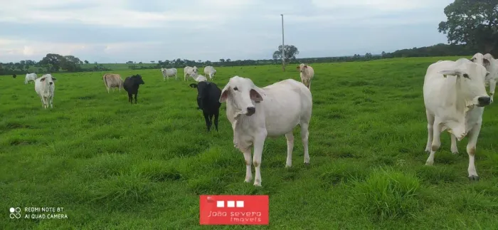 Fazenda para Venda em Divinópolis do Tocantins