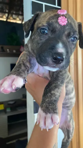 Pitbull fêmea 