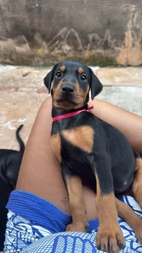 filhote de DOBERMAN FÊMEA