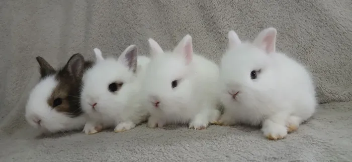 Mini coelhinhos lion