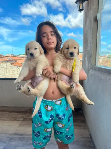 Golden Retriever 