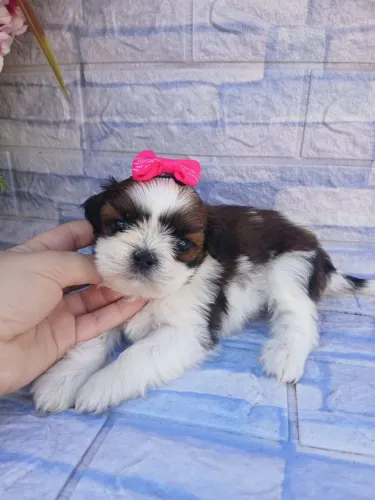 Shitzu fêmea mini tricolor linda