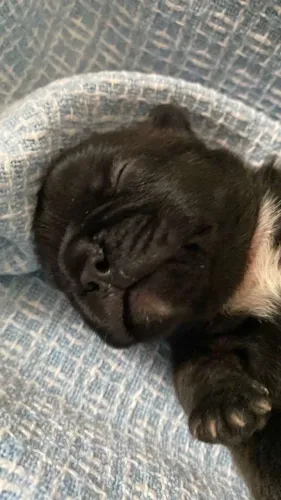 Vendo bulldog francês