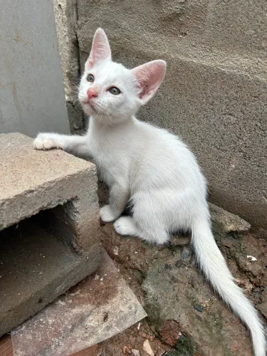 Filhotes para doação 