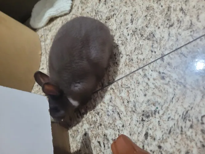 Coelho Netherland Dwarf