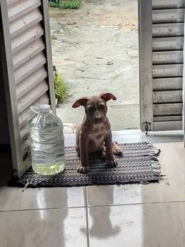 Pitbull imunizado