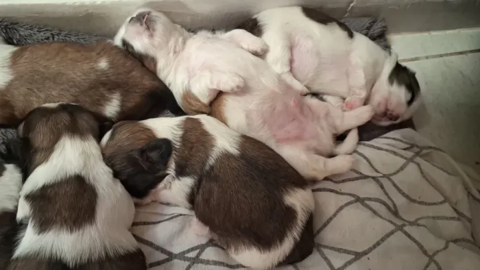 Vendo filhotes de Shih Tzu