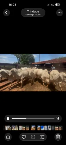 Garrote Tabapuã (PAI E MÃE SÃO PO)