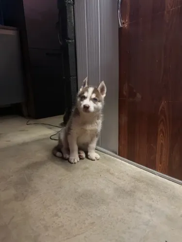 Doa se filhote de husky 3 meses 