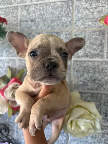 American Bully