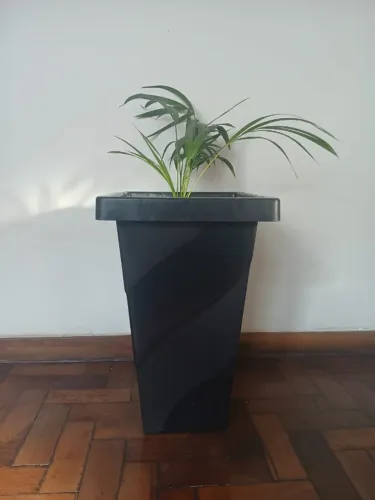 vazo - planta - palmeira - com terra