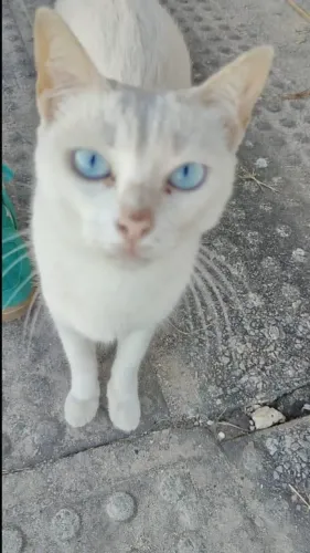 Gatinha branquinha para adoção
