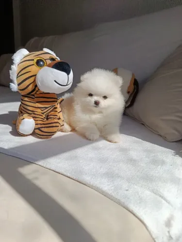 Lulu da Pomerãnia Anão