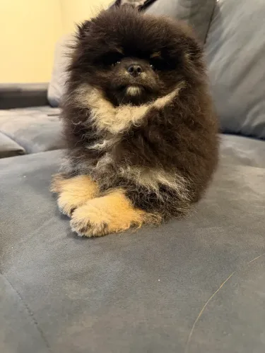 Filhote da Lulu da Pomerania / Spitz