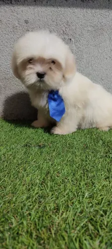 Filhote de Lhasa Apso 