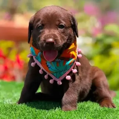 Labradorfilhotes instagram 