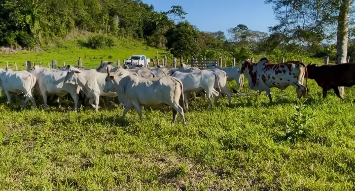 Vacas e novinhas