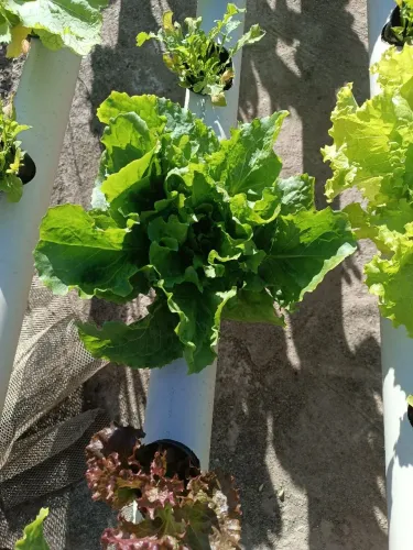 Hortaliças orgânicas