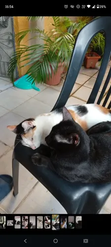 Gatos castrados