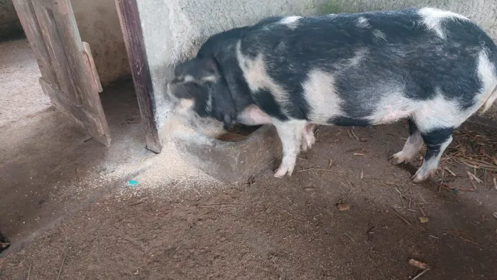 Porca Matriz Saudável - 140 kg