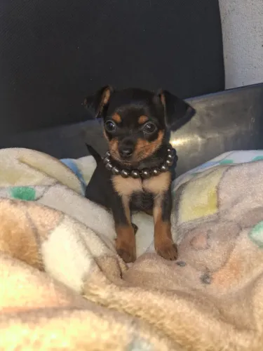Fêmea de Pinscher N1
