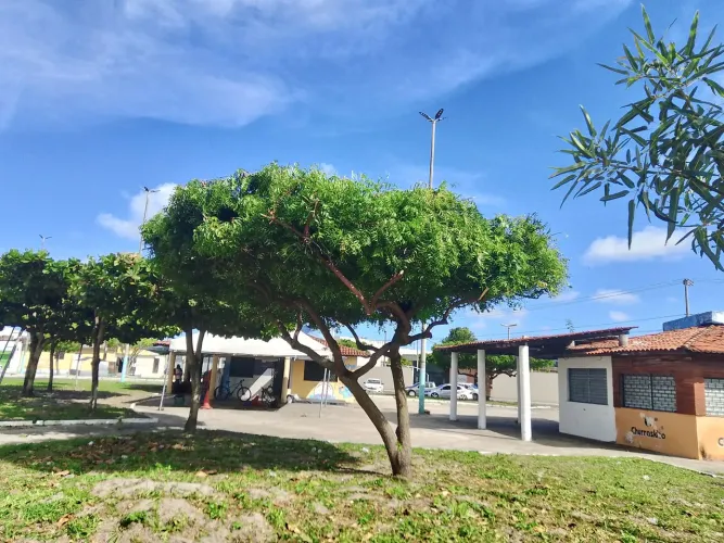 Poda de árvore e corte de coqueiro