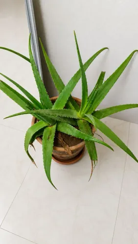 Vai de barro com 2 plantas Babosa